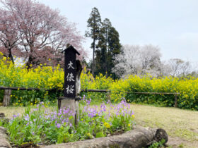 大俵桜