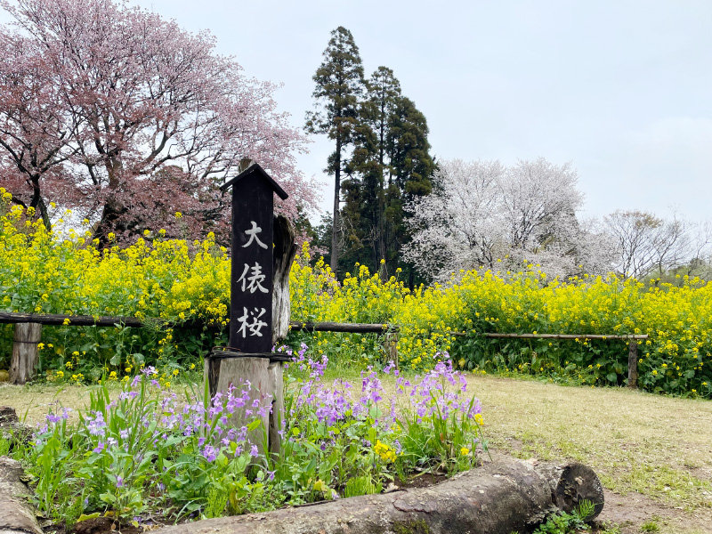 大俵桜