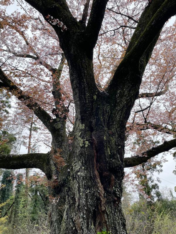 大俵桜