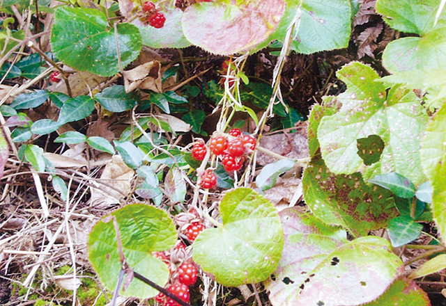 冬いちご 遠山あき シティライフ株式会社 千葉県市原市で情報紙発行 印刷全般 広告 ホームページ制作