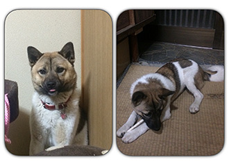 雑種の中型犬ムクを探しています シティライフ株式会社 千葉県市原市で情報紙発行 印刷全般 広告 ホームページ制作 名入れカレンダー通販 雑種の中型犬ムクを探しています シティライフ株式会社 千葉県市原市で情報紙発行 印刷全般 広告 ホームページ制作 名入れカレンダー通販
