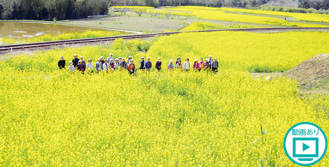 菜の花 絶景ポイントはココ シティライフ株式会社 千葉県市原市で情報紙発行 印刷全般 広告 ホームページ制作 名入れカレンダー通販