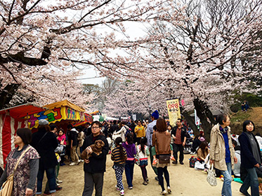 千葉城で桜祭りに行ってきました シティライフ株式会社 千葉県市原市で情報紙発行 印刷全般 広告 ホームページ制作 名入れカレンダー通販