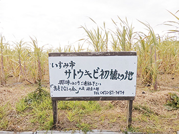 移住者に優しい町づくり サトウキビで地域興し シティライフ株式会社 千葉県市原市で情報紙発行 印刷全般 広告 ホームページ制作 名入れカレンダー通販