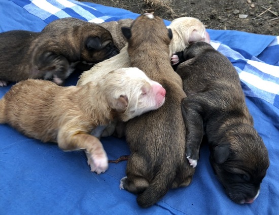 脆い かけがえのない 集中 子犬 差し上げ ます Cevretarihi Org 脆い かけがえのない 集中 子犬 差し上げ ます Cevretarihi Org