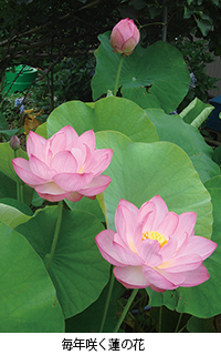 私のひとり言 相川浩 蓮の花 シティライフ株式会社 千葉県市原市で情報紙発行 印刷全般 広告 ホームページ制作 私のひとり言 相川浩 蓮の花 シティライフ株式会社 千葉県市原市で情報紙発行 印刷全般 広告 ホームページ制作