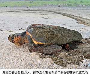 未来に残したい ウミガメの来る砂浜 一宮ウミガメを見守る会 一宮町 シティライフ株式会社 千葉県市原市で情報紙発行 印刷全般 広告 ホームページ制作 名入れカレンダー通販