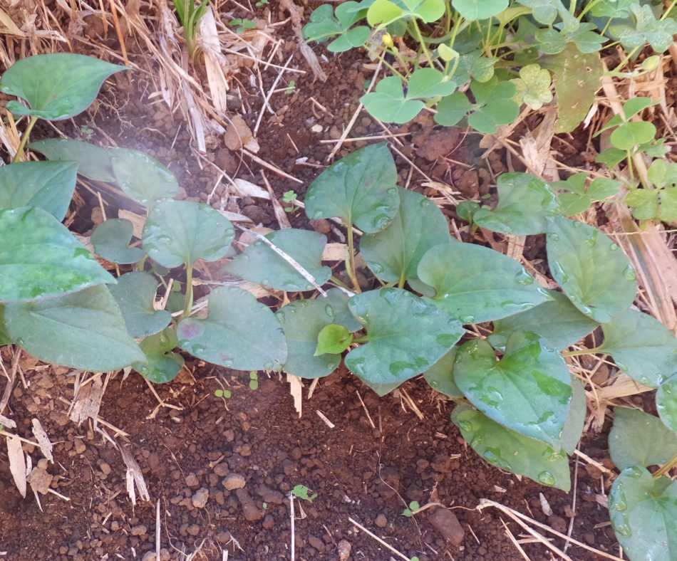 今まで雑草でしたが今年は薬草茶にしました シティライフ株式会社 千葉県市原市で情報紙発行 印刷全般 広告 ホームページ制作 名入れカレンダー通販