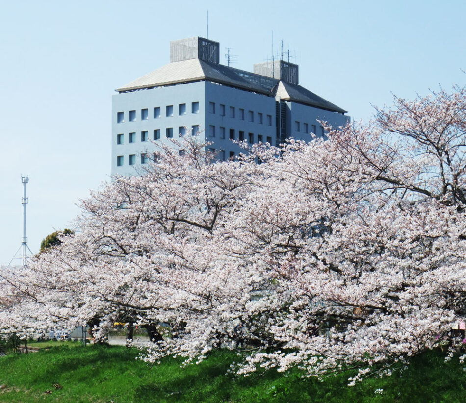 茂原市役所裏の豊田川の桜 シティライフ株式会社 千葉県市原市で情報紙発行 印刷全般 広告 ホームページ制作 名入れカレンダー通販