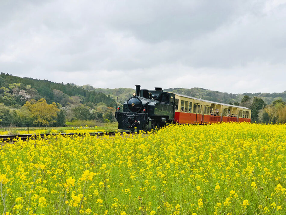 春満喫 石神菜の花畑 シティライフ株式会社 千葉県市原市で情報紙発行 印刷全般 広告 ホームページ制作 名入れカレンダー通販