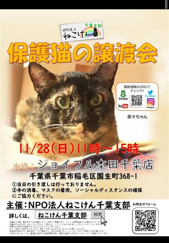 保護猫の譲渡会 シティライフ株式会社 千葉県市原市で情報紙発行 印刷全般 広告 ホームページ制作 名入れカレンダー通販 保護猫の譲渡会 シティライフ株式会社 千葉県市原市で情報紙発行 印刷全般 広告 ホームページ制作 名入れカレンダー通販