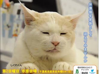 保護猫の譲渡会 シティライフ株式会社 千葉県市原市で情報紙発行 印刷全般 広告 ホームページ制作 名入れカレンダー通販 保護猫の譲渡会 シティライフ株式会社 千葉県市原市で情報紙発行 印刷全般 広告 ホームページ制作 名入れカレンダー通販