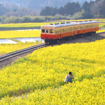 小湊鉄道と菜の花