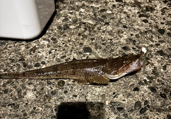 魚