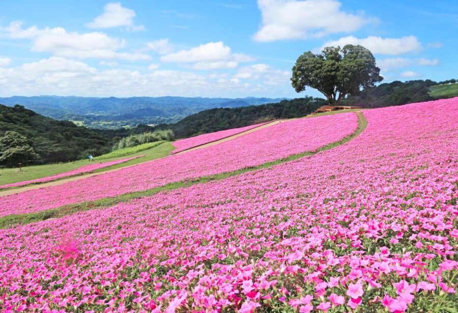 ペチュニア　桃色吐息