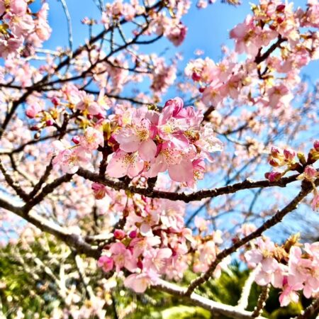 頼朝桜