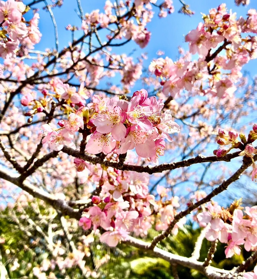 頼朝桜