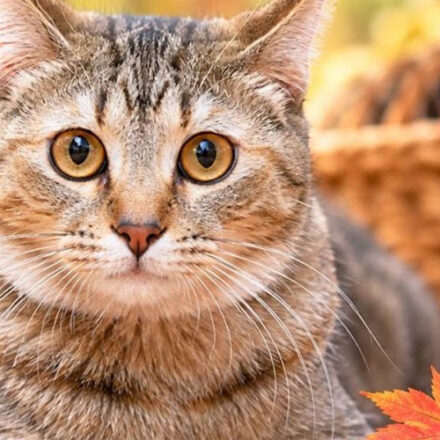 市原市で猫の譲渡会