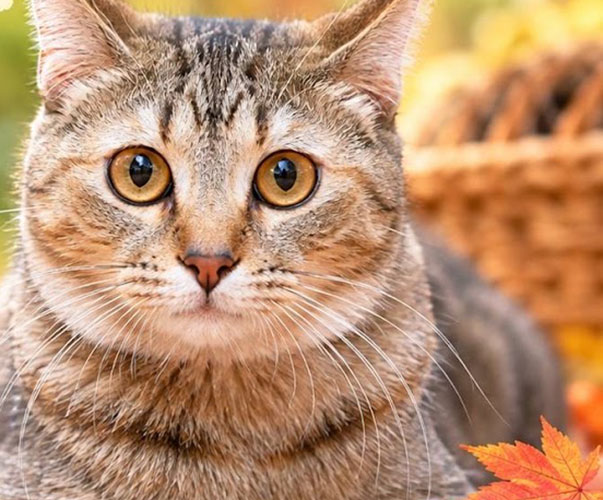 市原市で猫の譲渡会